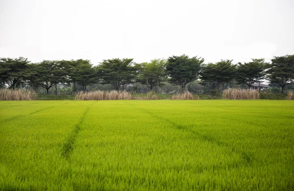 Landscape Rice Field Big Tree Background — Stock Photo, Image