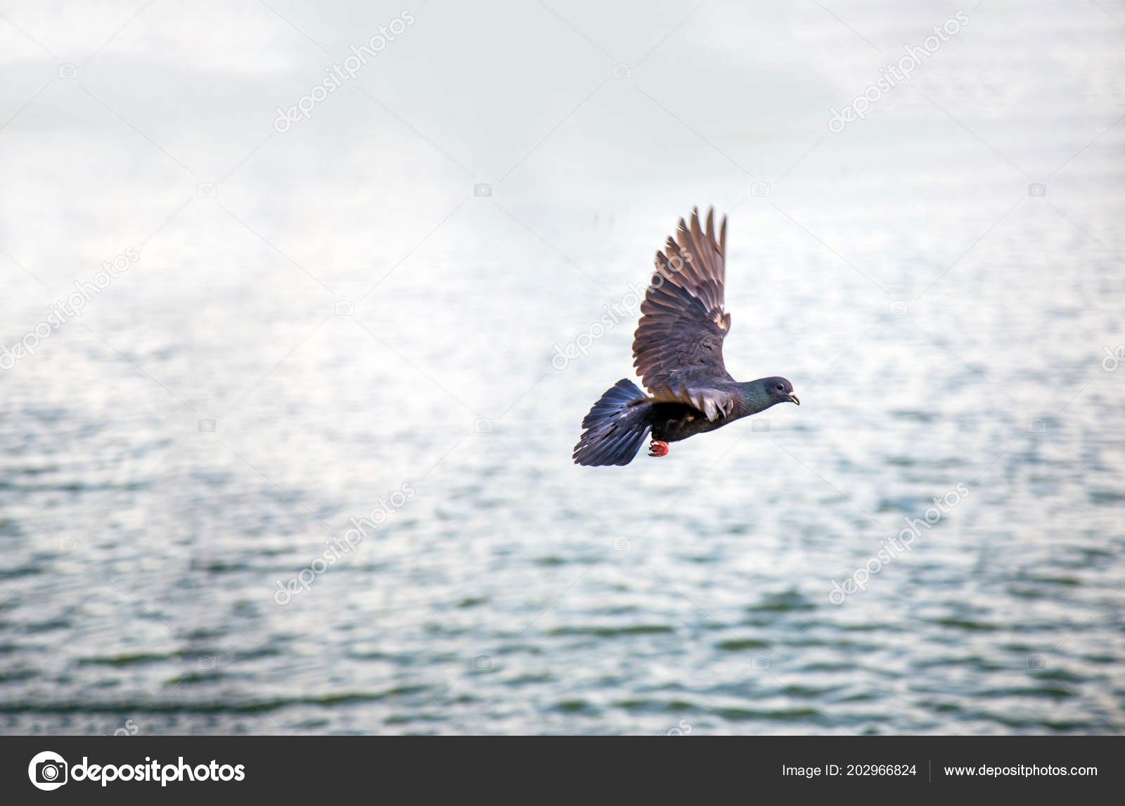 Oiseau Qui Vole Sur Eau Coucher Soleil Pour Fond Beauté