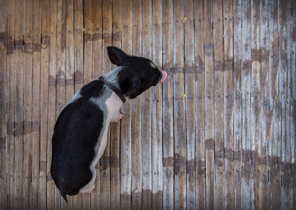 Baby Cute Black Pig Wood Cage Top View — стоковое фото