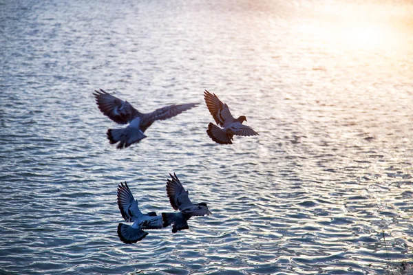 Πουλί Που Πετούν Στο Νερό Στο Ηλιοβασίλεμα Για Φόντο Ομορφιά — Φωτογραφία Αρχείου