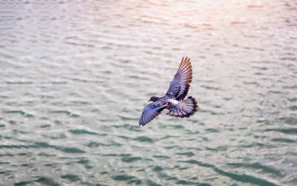 Pássaro Voando Água Pôr Sol Para Fundo Beleza Natureza — Fotografia de Stock