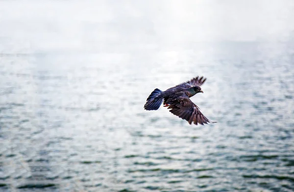 Oiseau Volant Sur Mer Avec Nature Détente Concept Liberté Des — Photo