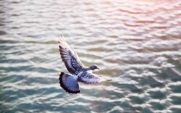 Pájaro Volando Sobre Agua Atardecer Como Fondo Belleza Naturaleza — Foto de Stock