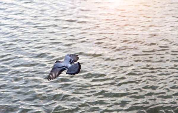 Pássaro Voando Mar Água Com Relaxe Natureza Conceito Liberdade Voar — Fotografia de Stock