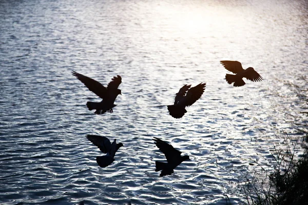 Silhouette Uccello Volante Acqua Sfondo Relax Bellezza Della Natura — Foto Stock