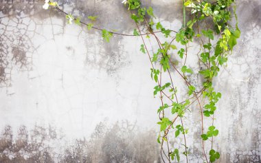 arka plan için çimento duvarda yeşil sarmaşık