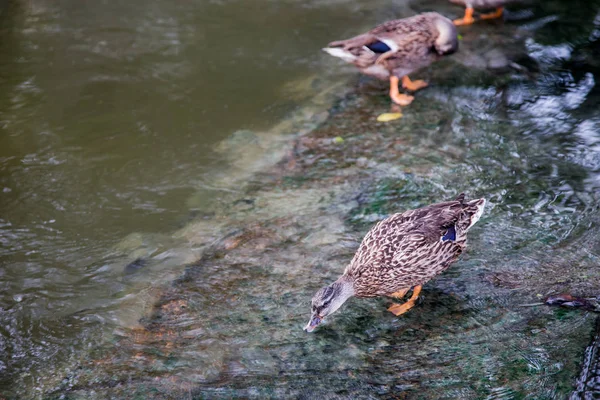 Niedliche Ente Trinken Und Beobachten Auf Waterfal Schönheit Der Natur — Stockfoto