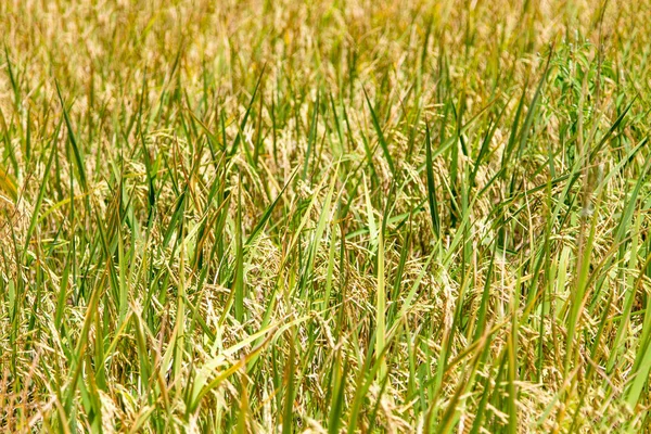 Close Rice Field Harvest Season Thailand — Stock Photo, Image