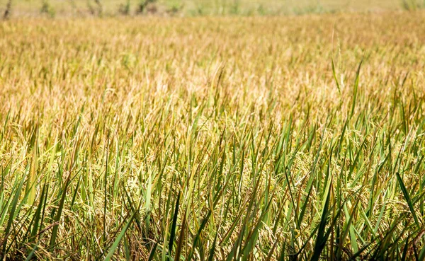 Close Rice Field Harvest Season Thailand — Stock Photo, Image