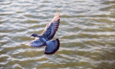 arka plan için gün batımında su üzerinde uçan kuş. Doğanın güzelliği