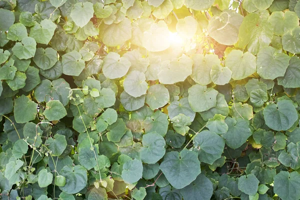 Zelený Břečťan Rostlin Horolezec Stěně Přirozeného Pozadí — Stock fotografie