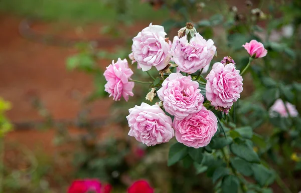 Véritable Rose Rose Fleur Dans Jardin — Photo