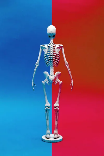 健康概念不同颜色背景下的人骨钙 — 图库照片