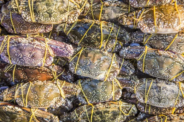 Primer Plano Tiro Crabe Caballo Fresco Con Caucho Sobre Hielo — Foto de Stock