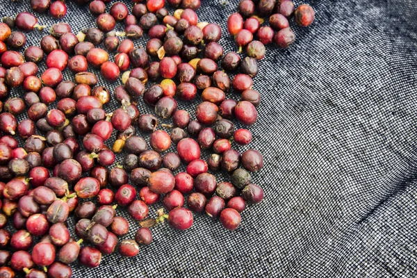 Kaffeesamen Auf Netz Zum Trocknen Mit Sonnenstrahl Der Landwirtschaft — Stockfoto