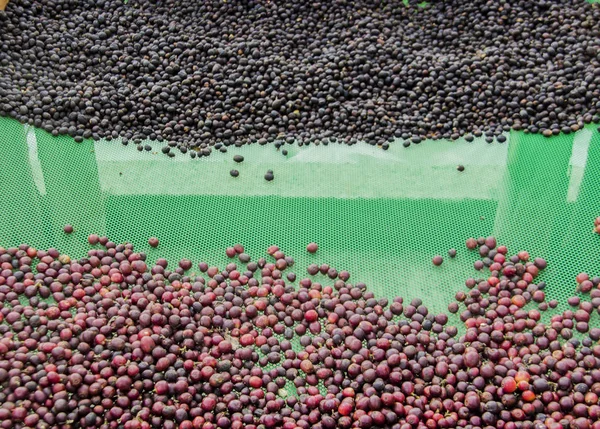 Kaffeesamen Auf Netz Zum Trocknen Mit Sonnenstrahl Der Landwirtschaft — Stockfoto