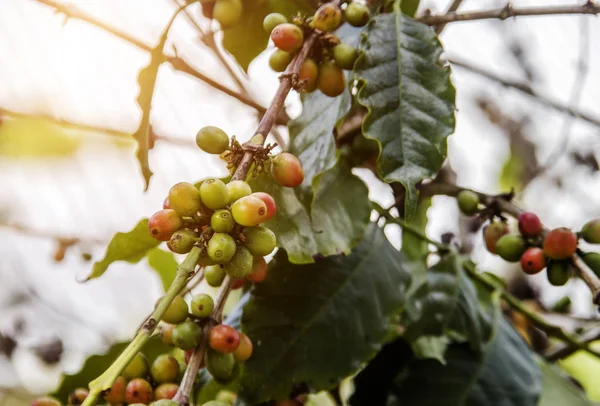 close up coffee seed on tree in agriculture. Robusta coffee seed in harvest season.