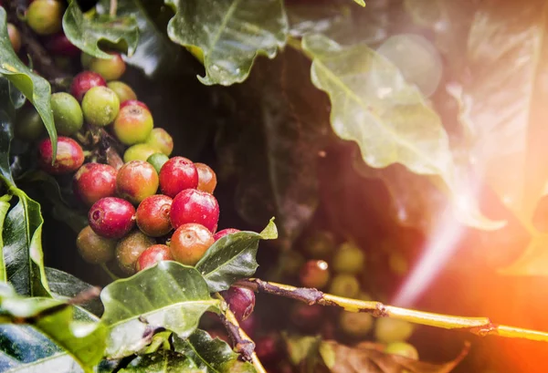 在农业上关闭树上的咖啡种子 收获季节的咖啡籽 — 图库照片