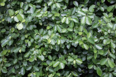 arka plan, doğa kavramı güzellik için yaprak yeşil ıslak su teslimi