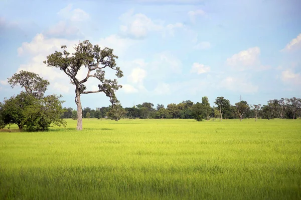 Landscape Agriculture Life Thailand Rural Relax View Concept — Stock Photo, Image