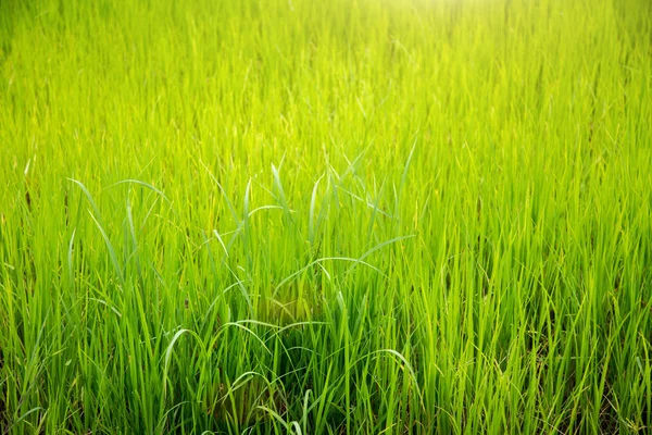 背景の新鮮な緑の高い草 — ストック写真