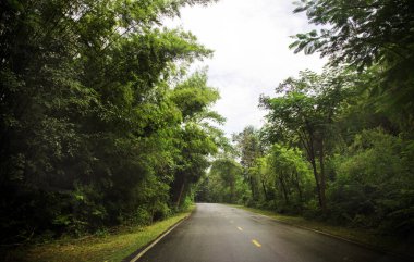 yol yol Tayland jungle yağmur ormanında