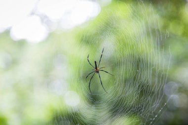 örümcek bulanıklık yeşil bokeh arka plan ile net üzerinde kapatın