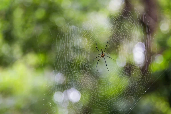 Close Aranha Rede Com Borrão Fundo Bokeh Verde — Fotografia de Stock