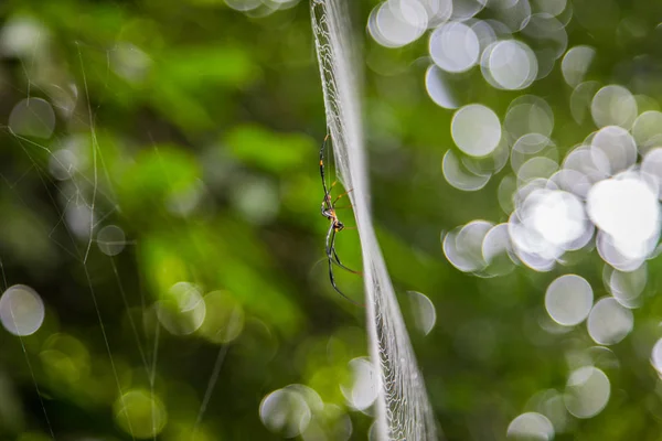 Close Spider Net Blur Green Bokeh Background — Stock Photo, Image