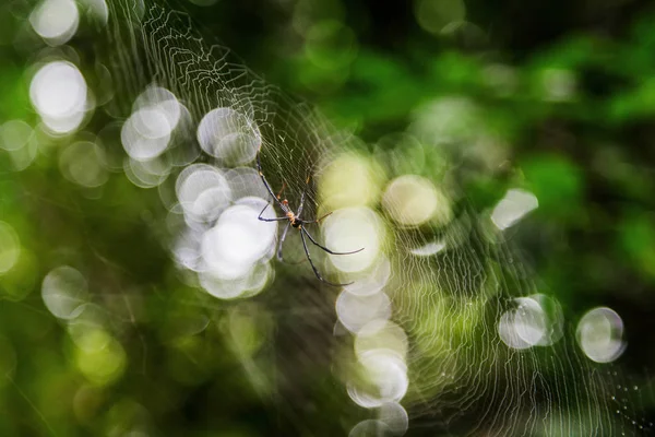 Bokeh 배경으로 그물에 거미를 닫습니다 — 스톡 사진