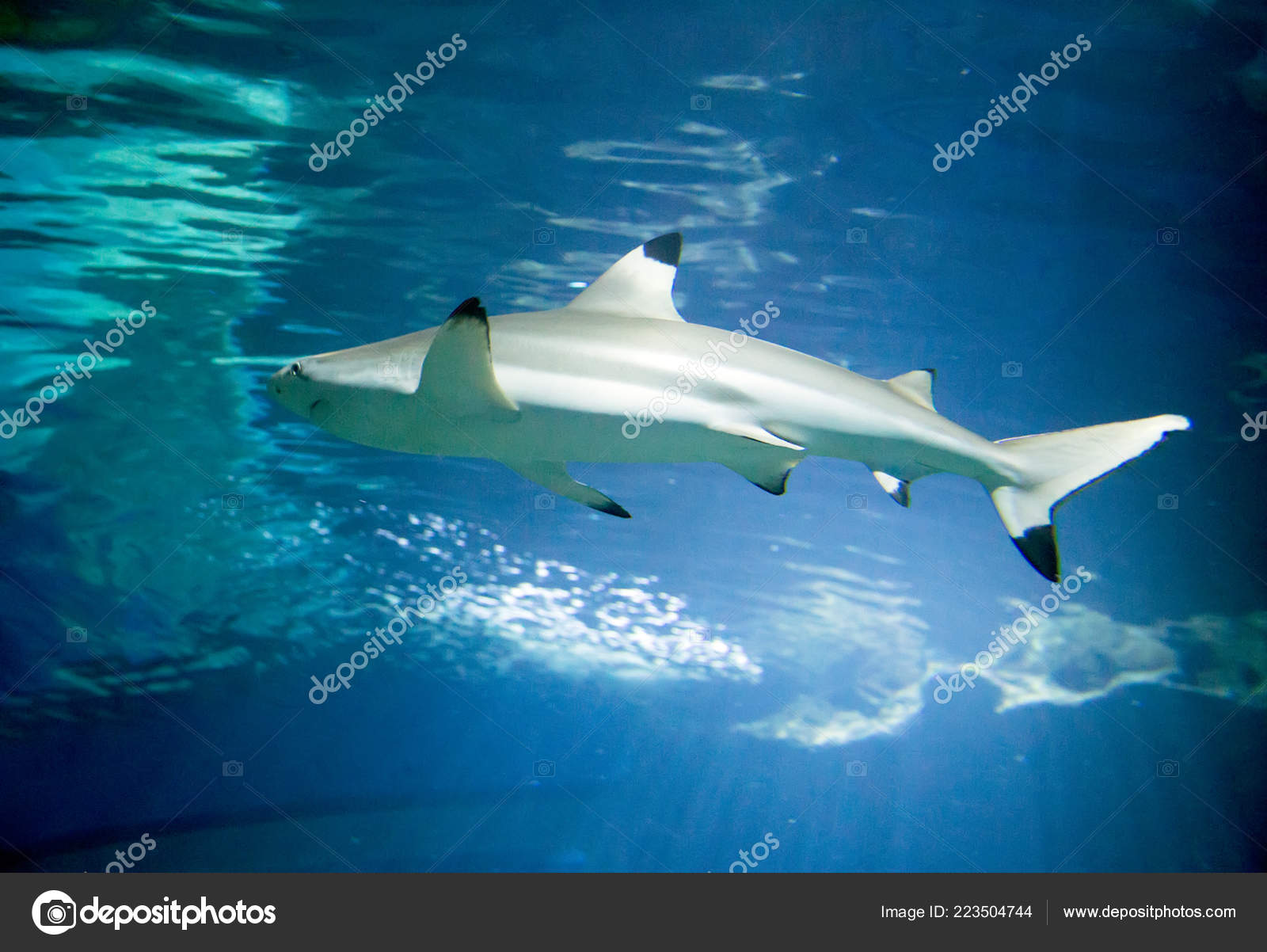 742 Baby Shark Stock Photos Free Royalty Free Baby Shark Images Depositphotos 742 Baby Shark Stock Photos Free Royalty Free Baby Shark Images Depositphotos