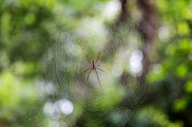 örümcek bulanıklık yeşil bokeh arka plan ile net üzerinde kapatın