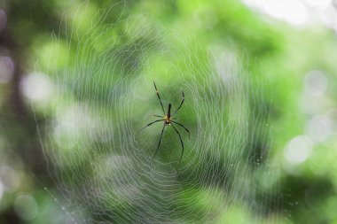 örümcek bulanıklık yeşil bokeh arka plan ile net üzerinde kapatın