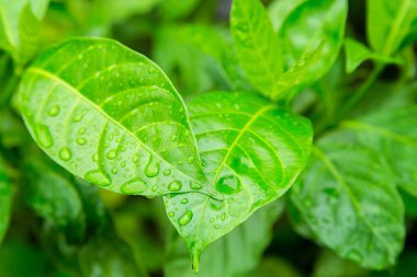 doğa ile taze up için yeşil yaprak üzerinde rainning sonra yağmur damlası
