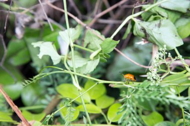 turuncu hanımefendi böcek yeşil bitki üzerinde kapatın