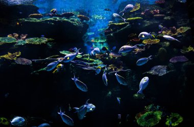 Sualtı akvaryum balık ve mercan ile göstermek deniz yaşamı