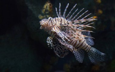 lionfish Turizm için akvaryum içinde. deniz hayvan yaşamı kavramı