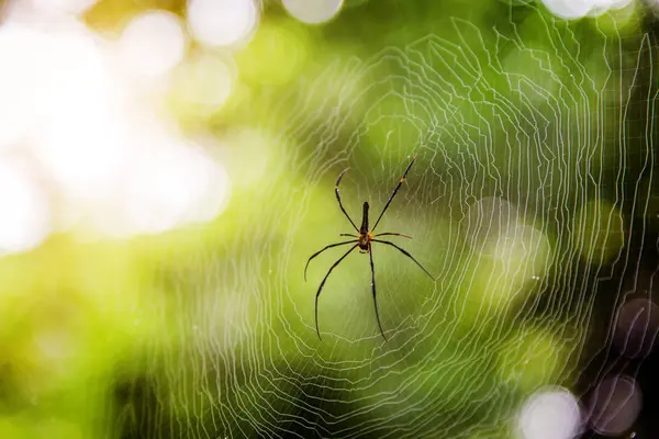 Bokeh 배경으로 그물에 거미를 닫습니다 — 스톡 사진