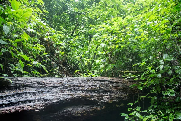 雨林自然背景概念中的湿木 — 图库照片