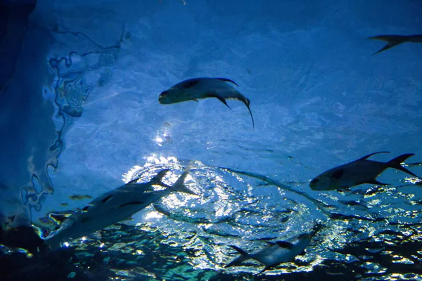 Fische Auf Dem Wasser Aus Unterwasseraufnahmen Für Den Angelhintergrund — Stockfoto