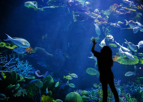 Silhouet Achterkant Kinderen Opzoeken Onderwater Aquarium Met Vissen Koraal — Stockfoto