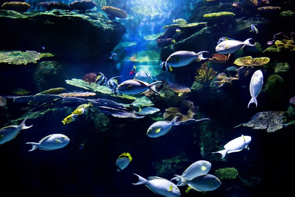 Onderwater Aquarium Met Vissen Koraal Toon Zeeleven — Stockfoto