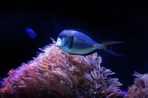 Blauwe Vis Zwemmen Het Donkere Water Aquarium Zeeleven Concept — Stockfoto