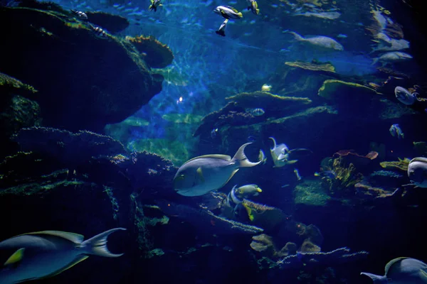Sualtı Akvaryum Balık Mercan Ile Göstermek Deniz Yaşamı — Stok fotoğraf