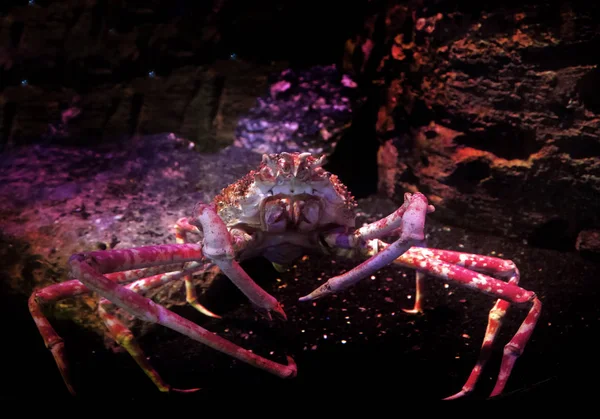 Crabe Araignée Dans Aquarium Sous Marin Avec Lumière Noire — Photo