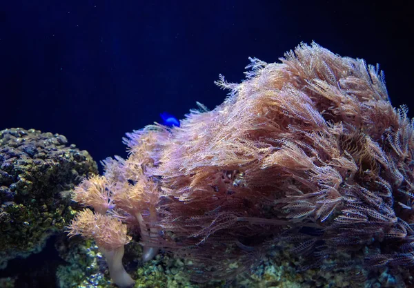 Wasserbaum Der Dunklen Wasseraquarien Fließt Unterwasserlebenskonzept — Stockfoto