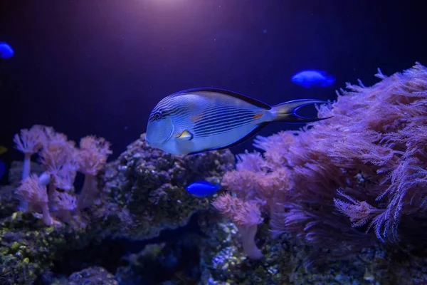 Blauwe Vis Zwemmen Het Donkere Water Aquarium Zeeleven Concept — Stockfoto