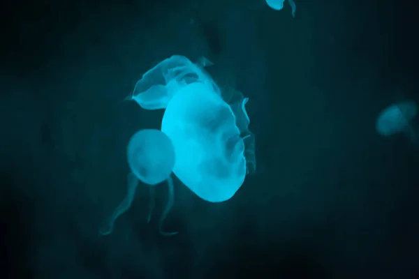 Arka Işık Jöle Balık Deniz Yaşamı Hayvan — Stok fotoğraf