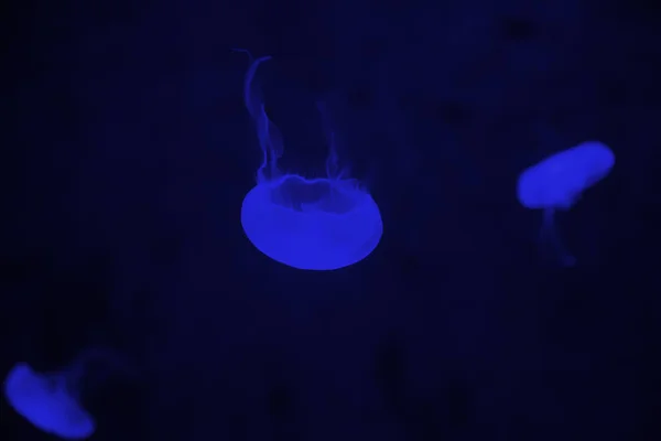 Galaretki Ryb Podświetlenie Życie Morskie Zwierzę — Zdjęcie stockowe
