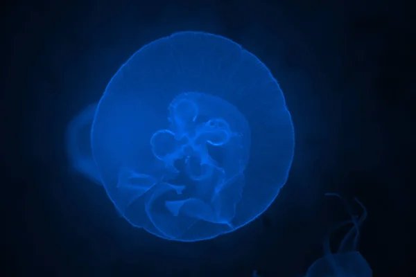 Medusa Retroilluminazione Vita Marina Animale — Foto Stock